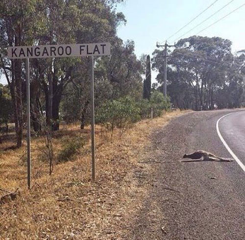 kangarooflat.jpg
